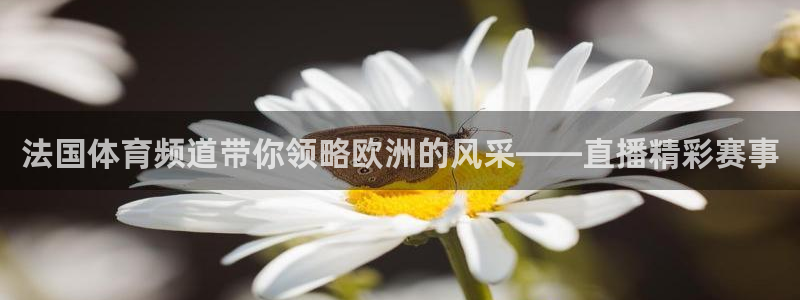 熊猫熊猫